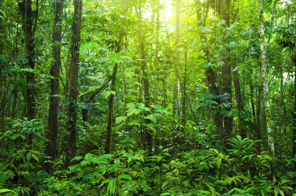 Rainforest-in-Borneo