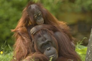 Mother orangutan with her baby