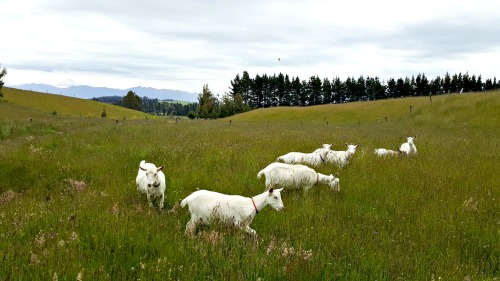 Goats-on-pasture