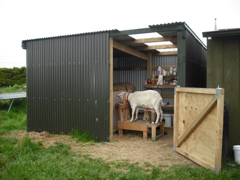Milking-a-goat