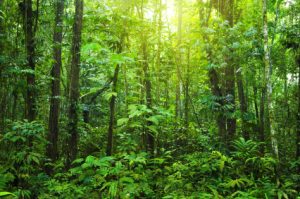 Rainforest-in-Borneo