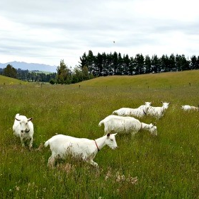 Palm Oil Free Soap Product Details includes the fact that our goats roam daily. They don't live their entire lives in sheds.