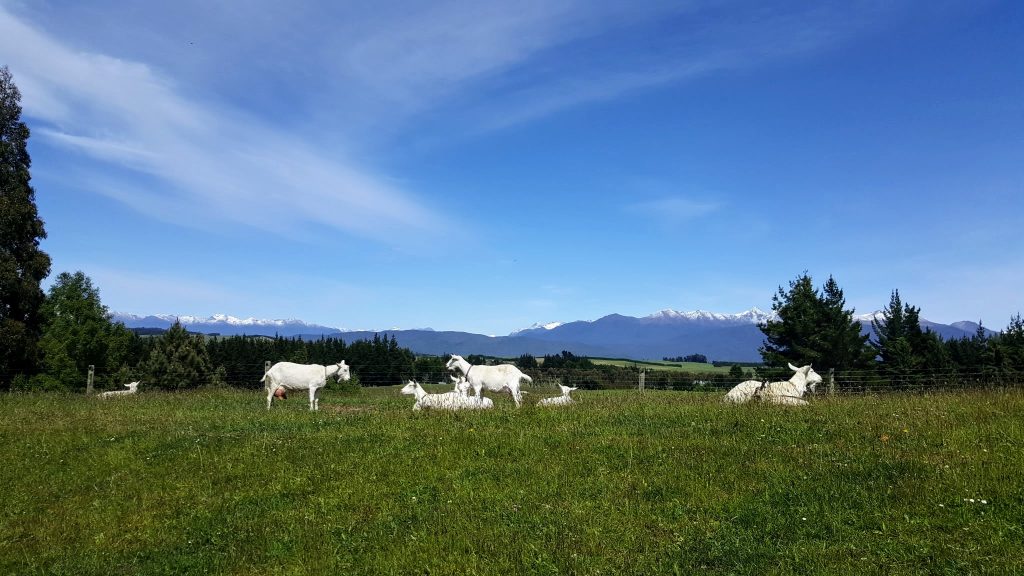 The pristine environment where our dairy goats live.
